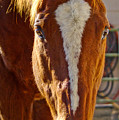 McCool, Grandson of Secretariat