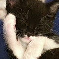 Tuxedo Kitten Snoozing