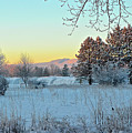 Winter on the Tree Farm