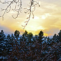 Winter Sunset on the Tree Farm #2